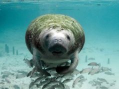 Who is defending Cuba’s threatened species?