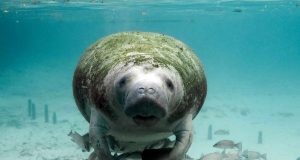 Who is defending Cuba’s threatened species?