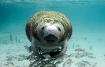 Who is defending Cuba’s threatened species?