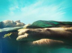 Lizabel Mónica: “La Pecera, or the Caribbean Refuses to Die Politely”