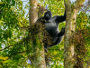 Getting up close to mountain gorillas in the wild