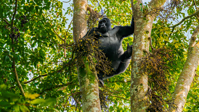 Getting up close to mountain gorillas in the wild