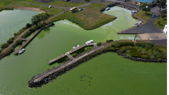 The growing problem with toxic algae