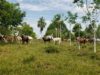 The Nature Conservancy Belize and partners meet with Peten producers to promote sustainable and forest-friendly livestock production