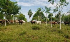 The Nature Conservancy Belize and partners meet with Peten producers to promote sustainable and forest-friendly livestock production