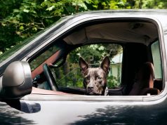 The Week contest: Firearm Fido