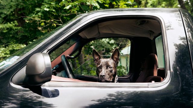 The Week contest: Firearm Fido