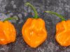 Caribbean hot sauce producers warn of shortages and higher prices