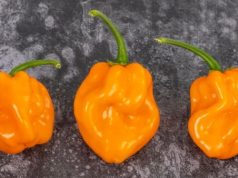 Caribbean hot sauce producers warn of shortages and higher prices