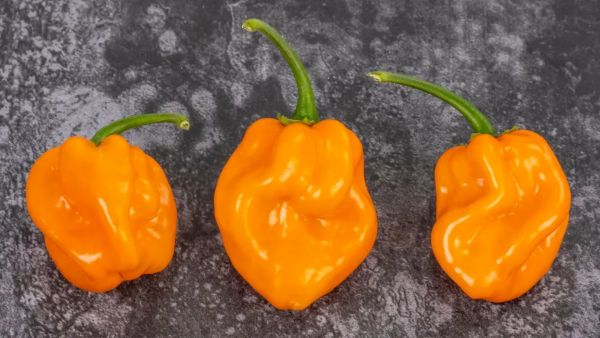 Caribbean hot sauce producers warn of shortages and higher prices