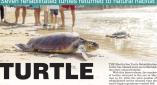 6/6/2026: News: TURTLE SEA-SON