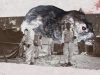 The ‘plague’ of rats ‘terrorising’ Gaza