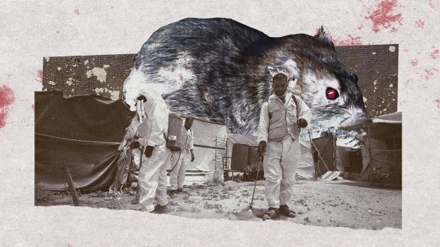The ‘plague’ of rats ‘terrorising’ Gaza