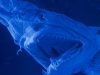 Magnetic sperm and the ugliest shark: science stories of the week