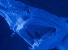 Magnetic sperm and the ugliest shark: science stories of the week