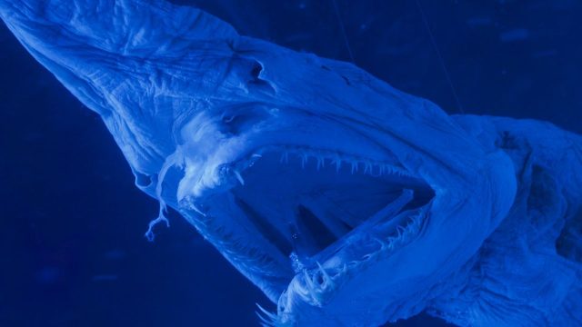 Magnetic sperm and the ugliest shark: science stories of the week
