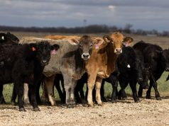 A 75-year cattle low means beef prices could stay high