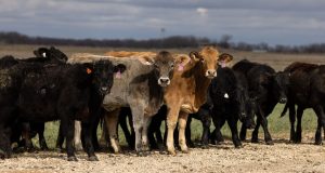 A 75-year cattle low means beef prices could stay high