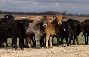 A 75-year cattle low means beef prices could stay high