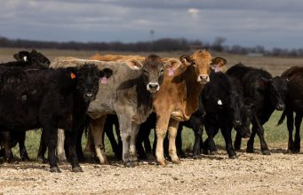 A 75-year cattle low means beef prices could stay high