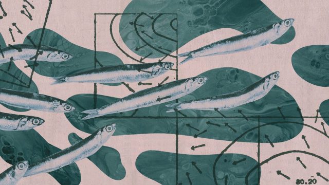 The global anchovy crisis