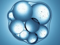 New synthetic cells tiptoe toward creating life