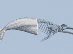 Gray whales are dying in the Pacific