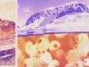 An Antarctic sea squirt could help treat melanoma