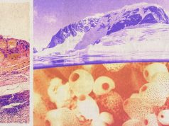 An Antarctic sea squirt could help treat melanoma