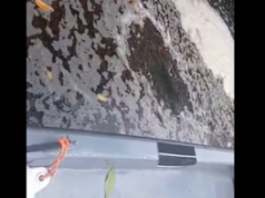 Fish deaths reported as Sargassum reaches Belize City
