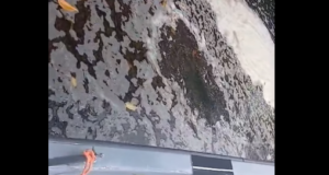 Fish deaths reported as Sargassum reaches Belize City