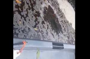 Fish deaths reported as Sargassum reaches Belize City