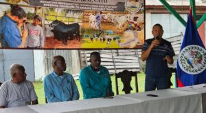 Small Farmers receive subsidized breeding bulls to strengthen Belize’s cattle Industry