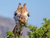The Week contest: Giraffe story