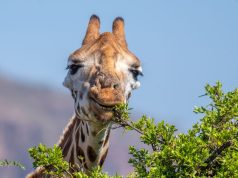 The Week contest: Giraffe story