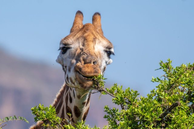 The Week contest: Giraffe story