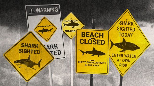 Climate change stokes shark bites Down Under