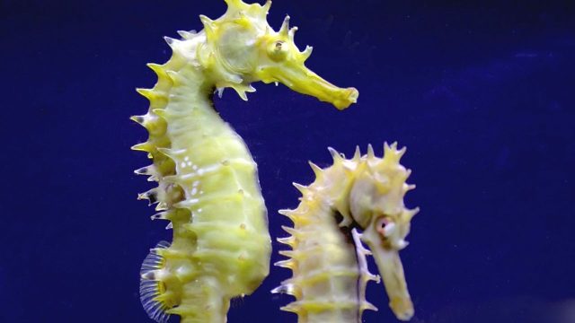 Book reviews: ‘On the Origin of Sex: The Weird and Wonderful Science of Reproduction’ and ‘You Won’t Get Free of It’