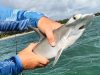 Scientists Uncover a Potentially Unique Hammerhead Population in Puerto Rico