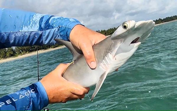 Scientists Uncover a Potentially Unique Hammerhead Population in Puerto Rico