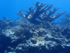 John Pennekamp Coral Reef State Park, First Undersea Park in the US