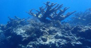 John Pennekamp Coral Reef State Park, First Undersea Park in the US