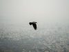 Iran war is harming rare wildlife