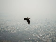 Iran war is harming rare wildlife