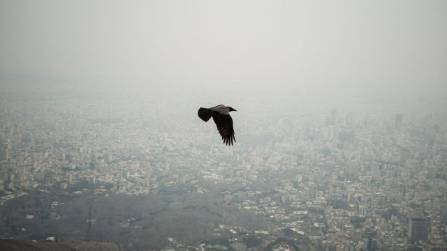 Iran war is harming rare wildlife