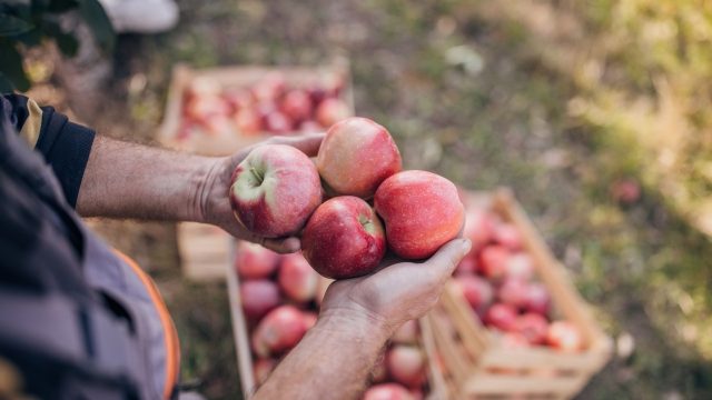 The best orchards for apple picking