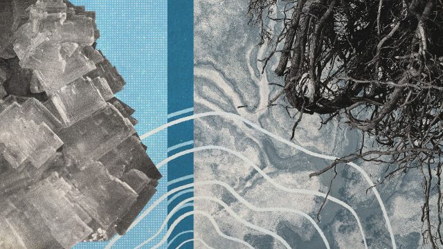 Ghost forests are becoming more real