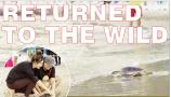 10/24/2026: News: RETURNED TO THE WILD